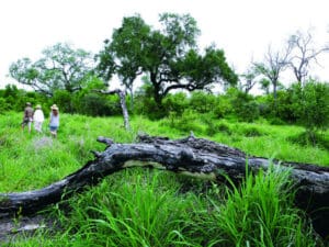 Vacaciones de aventura en Sudáfrica, Cataratas de Vic y Chobe.