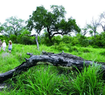 Vacaciones de aventura en Sudáfrica, Cataratas de Vic y Chobe.
