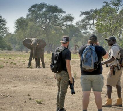 Walking safaris with knowledge guides are on offer at Zambezi Expeditions.