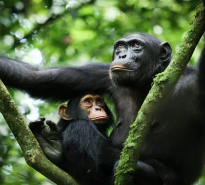 Unforgettable chimp encounters. 