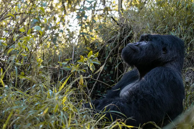 Gorilla treks.
