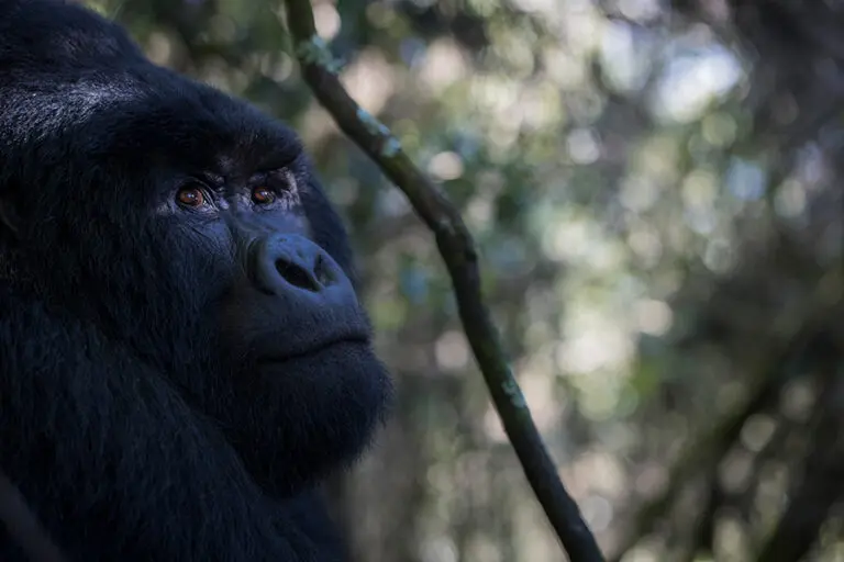 Track mountain gorillas