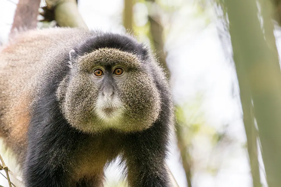 Golden Monkey.