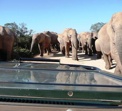 Explore Addo Elephant National Park on an open-vehicle game drive.