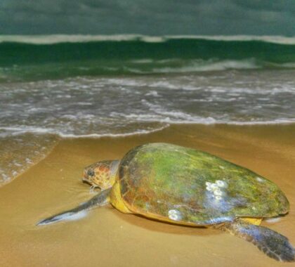 If you're visiting between November and February, you might see turtles laying eggs and returning to the ocean.