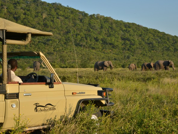 Exciting elephant viewing on game drives. 