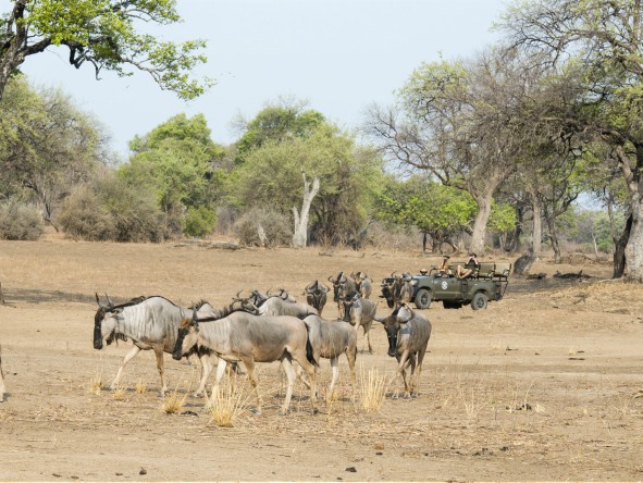 Game drives with Kaingo Camp provide exciting photographic opportunities, with the action starting just outside camp.