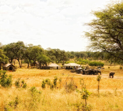 Morning & afternoon game drives with experienced guides take you into the heart of the action.