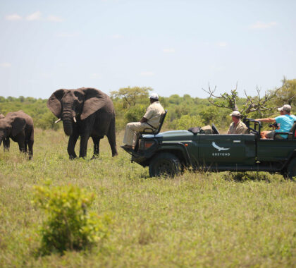 Enjoy the guided morning and afternoon game drives in the greater Kruger region - one of South Africa's most well-known Big 5 areas.
