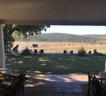 A couple of lions casually relaxing on the verandah, watching their unsuspecting prey.