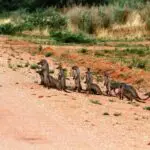 Excellent opportunities for wildlife photography.