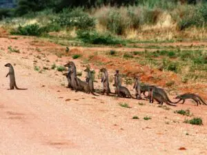 Excellent opportunities for wildlife photography.