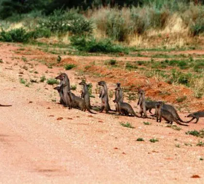 Excellent opportunities for wildlife photography.