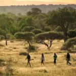 Een privéomgeving betekent dat begeleide wandelingen deel uitmaken van de wildobservatie-ervaring in de Lion Sands camps.