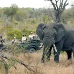 Se mantiene una distancia respetuosa con los animales, lo que permite verlos vivir su día de la forma más natural posible.