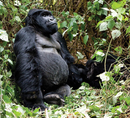Gorilla trekking is truly a bucket-list experience; spend an hour watching the gorillas eat, sleep and play together.