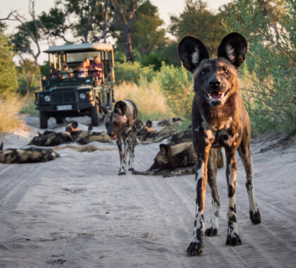 Thrilling game drives in the Okavango Delta.