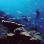 De Mozambique a Zanzíbar, magníficos arrecifes de coral esperan a ser explorados.