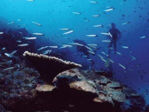 De Mozambique a Zanzíbar, magníficos arrecifes de coral esperan a ser explorados.
