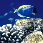 Varios de nuestros destinos recomendados se encuentran en reservas marinas o cerca de ellas, por lo que ofrecen inmersiones superlativas.