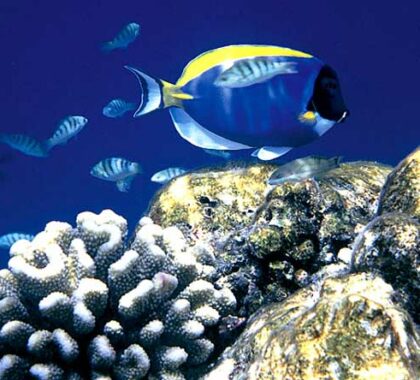 Several of our recommended destinations lie in or near marine reserves, offering superlative diving.