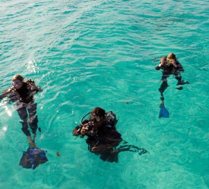 Learn how to dive in Africa: the conditions are excellent & you can reward yourself with a safari afterwards!