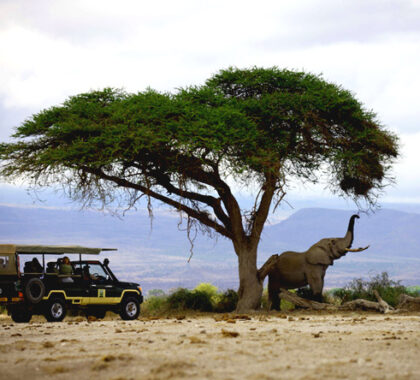From Kruger to Kenya, you'll enjoy close-up encounters with Africa's classic animals.