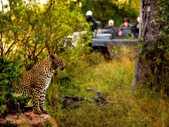 South Africa's Sabi Sands Reserve is home to amazing lodges & superlative Big 5 game viewing.