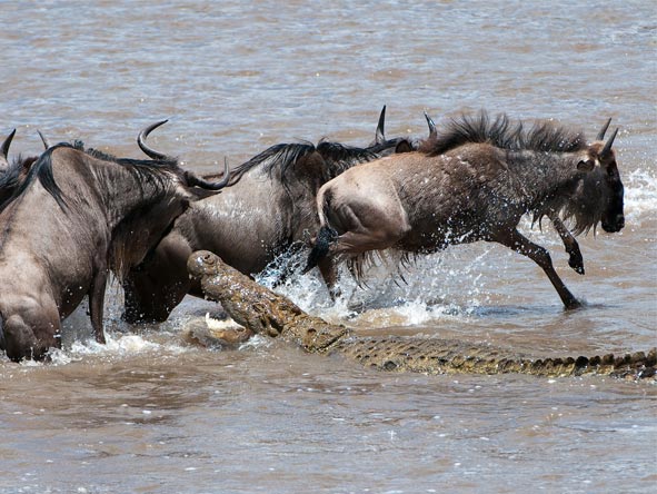 The experience of a local guide puts you in the right place to catch the drama of the wildebeest migration.
