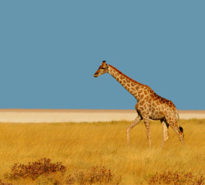 Africa Photographic Safari