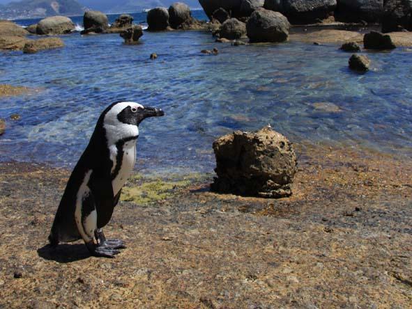 Self-driving Cape Town means you can enjoy Boulders Beach penguin colony for as long as you like.