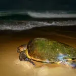 The sea-turtle conservation experience is available in season.