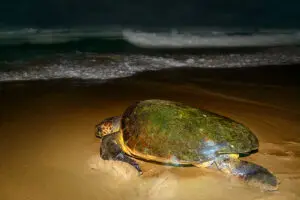 The sea-turtle conservation experience is available in season. 