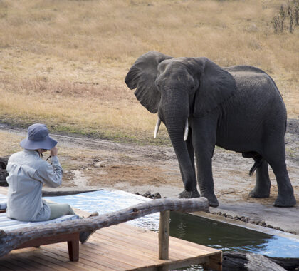 Photographic opportunity with an elephant at Somalisa Expeditions Camp.