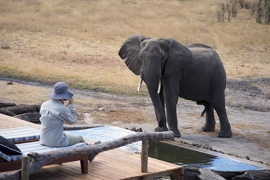 African-Bush-Camps-Somalisa-Expeditions-photographic-opportunity-elephant