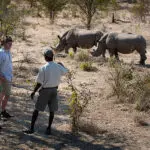 A classic Zambian walking safari promises to bring you face to face with the best of Africa's wildlife