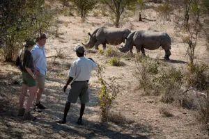 A classic Zambian walking safari promises to bring you face to face with the best of Africa's wildlife