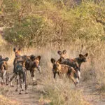 African wild dogs in front of the Saruni Samburu Lodge.