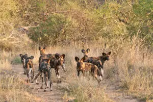 African wild dogs in front of the Saruni Samburu Lodge.