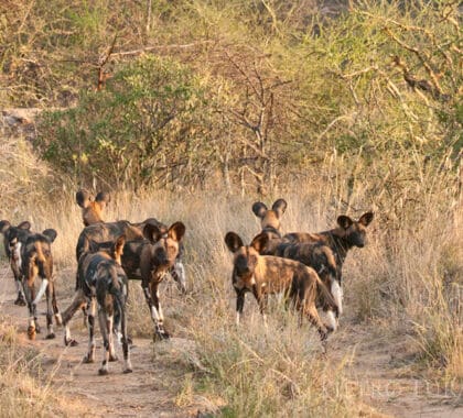 Perros salvajes africanos frente al Saruni Samburu Lodge.