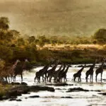 Giraffes crossing at Serian.