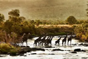 Giraffes crossing at Serian.