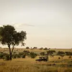 Game drives in the Masai Mara.