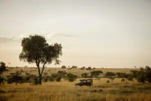 Game drives in the Masai Mara.