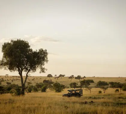 Game drives in the Masai Mara.