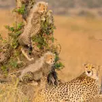 Excepcionales avistamientos de fauna salvaje.