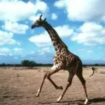 Enjoy wildlife closer then ever before, keep your cameras ready.
