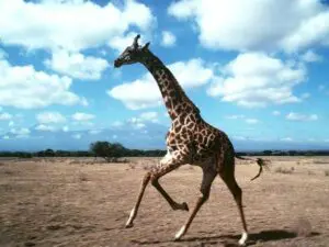 Enjoy wildlife closer then ever before, keep your cameras ready.