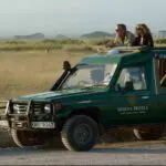 Go on a game drive with an experienced ranger.