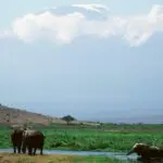 Watch how a family of elephants enjoy the cooling water during the heat of the day.